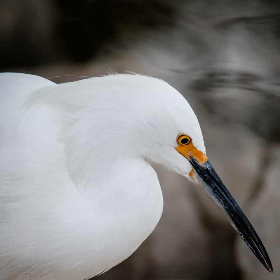 Thumbnail image for the Poetry Workshop with BMI-Kluge Fellow Saretta Morgan event.